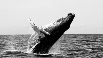 Мораторий для китов