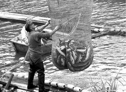 Лосось наконец-то стал патриотом