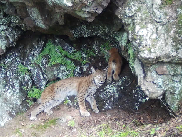 Рысь в роли… фотомодели