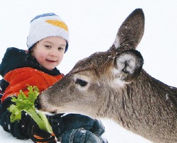 Зверью в тайге неуютно и голодно