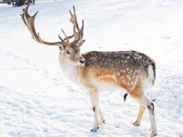 Олени ждут сход снега