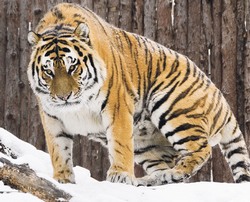 Символ года пересчитают на краевые деньги