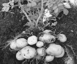 От одного клубня - мешок картофеля