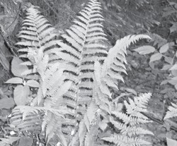 Зола, чай, кофе - тоже… удобрения