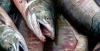 Хабаровский край поддерживает ограничение рыболовства для восстановления популяции лососевых