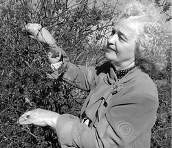 Калина красная