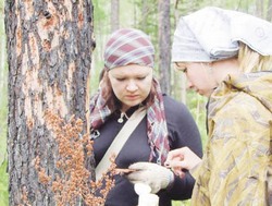 Нам только короеда не хватало