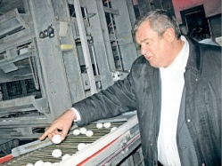 Несушкам пора кудахтать на итальянском