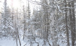 Дальневосточный лес идёт на аудит