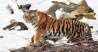 Тигры и леопарды выбирают Хуньчунь