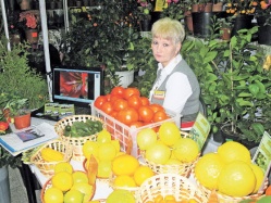 Кумкваты растут в... Амурске  