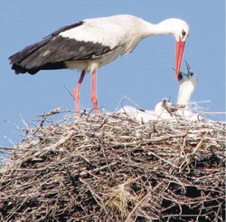 Аисты счёт любят