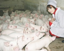 Некрасовское мясо узнают по очередям покупателей