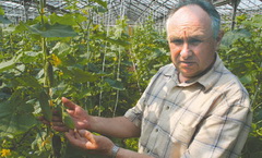 Фёдоровских огурцов мало, хотя продают много