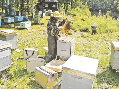 Сохранить дальневосточную пчелу