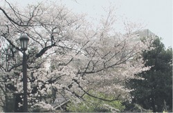 Праздник цветущей сакуры