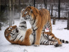 У амурских тигров - свадебная суета