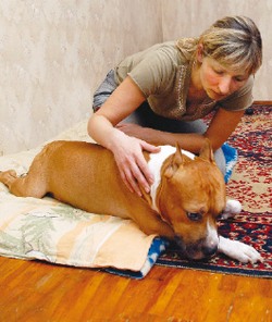 Железный винт для больного пса