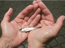 И вернутся в реки лосося стада