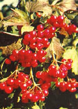 Калиновый пир