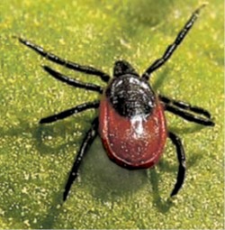 Защитись от клеща сам