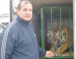 Сколько стоит одна тигриная улыбка