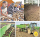 12 300  тонн:  Хабаровский  край бьёт  рекорды  по  сбору  картофеля
