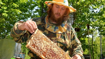 Пчелам нравятся «дальневосточный гектары»