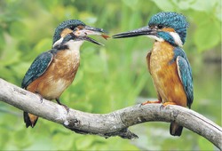 Зимородок - просто франт