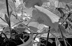 Зацвела грядка