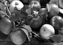 Без яблока август представить трудно