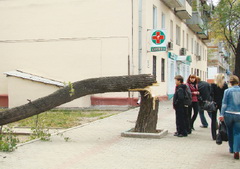А ветер деревья валил