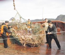 Квоты на краба выкупили браконьеры