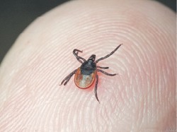 От клеща спасёт вакцина