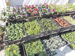 Цветодилеры, или Почём георгины для народа?