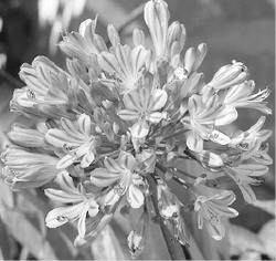 Агапантус говорит по-английски