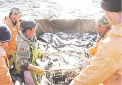 Большой рыбный вопрос