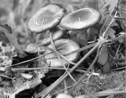 Не пропустите сезон опят