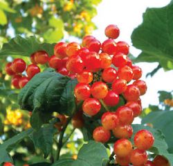 Хороша калина, перетёртая с рябиной