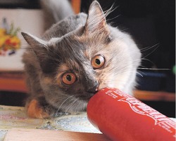 Что за колбаса на прилавке