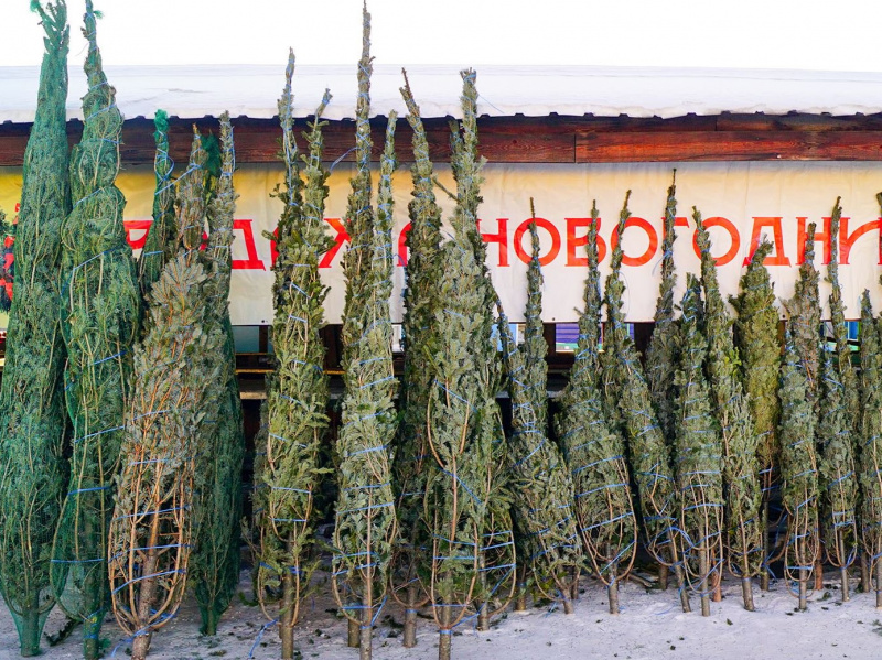 Началась заготовка новогодних ёлок