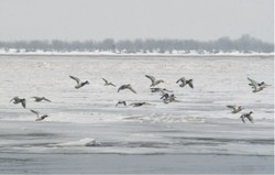 Утки выслали гонцов
