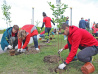 900 деревьев высадят в Хабаровске