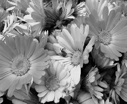 Вместо таблетки выпейте вкусной настойки