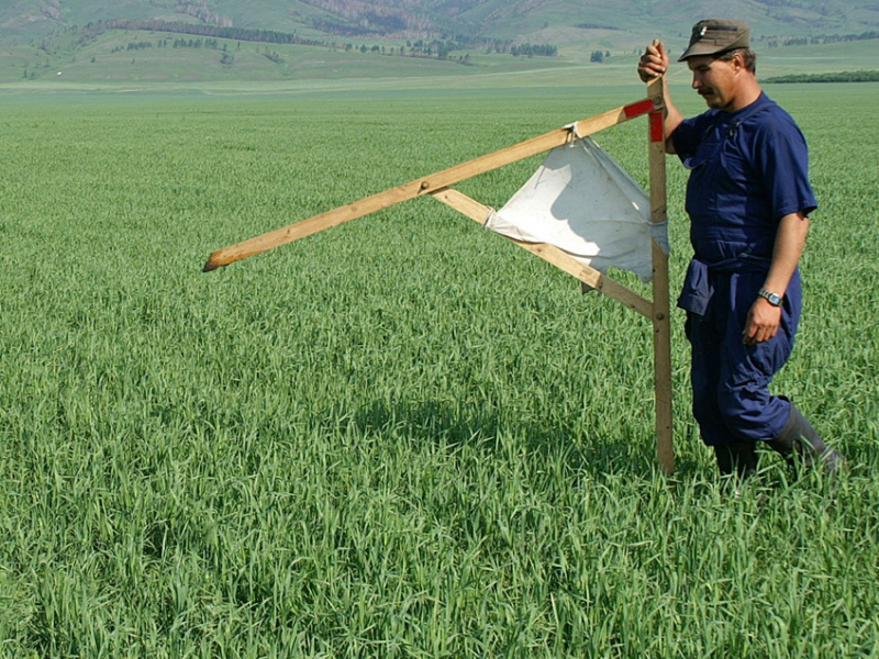Сладку ягоду вырастим на месте