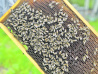 Пчеловоды без господдержки не останутся