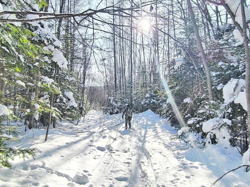 Тигриные следы и отпечатки копыт косули