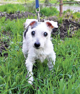 Большое несчастье маленькой Миры
