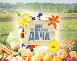 Дачное движение на Первом Краевом