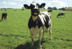 Молочные реки нам не грозят